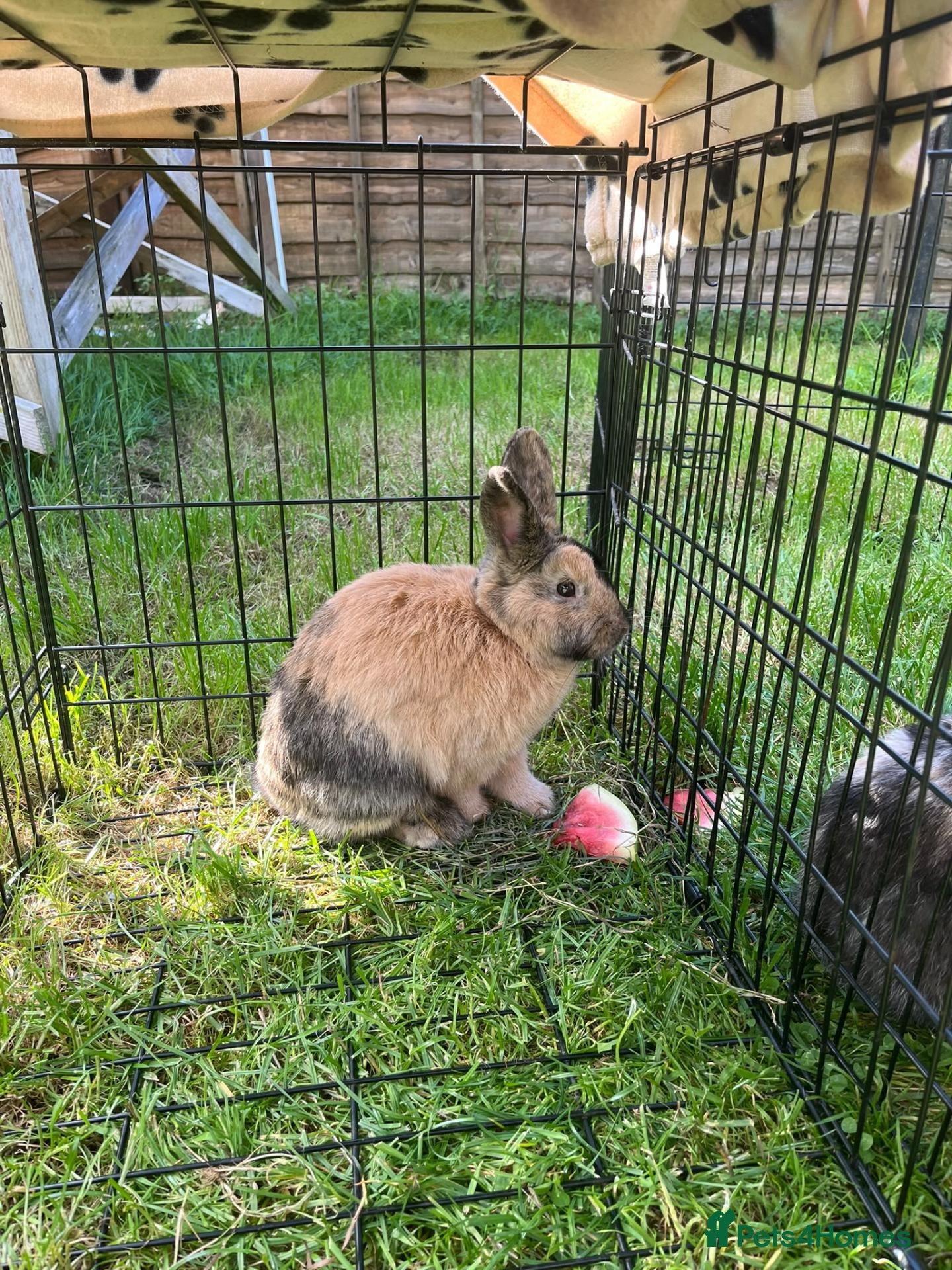 Mixed Breed rabbits Mochi  - Advert 1