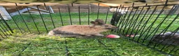 Mixed Breed rabbits for sale: Mochi  - Advert 1