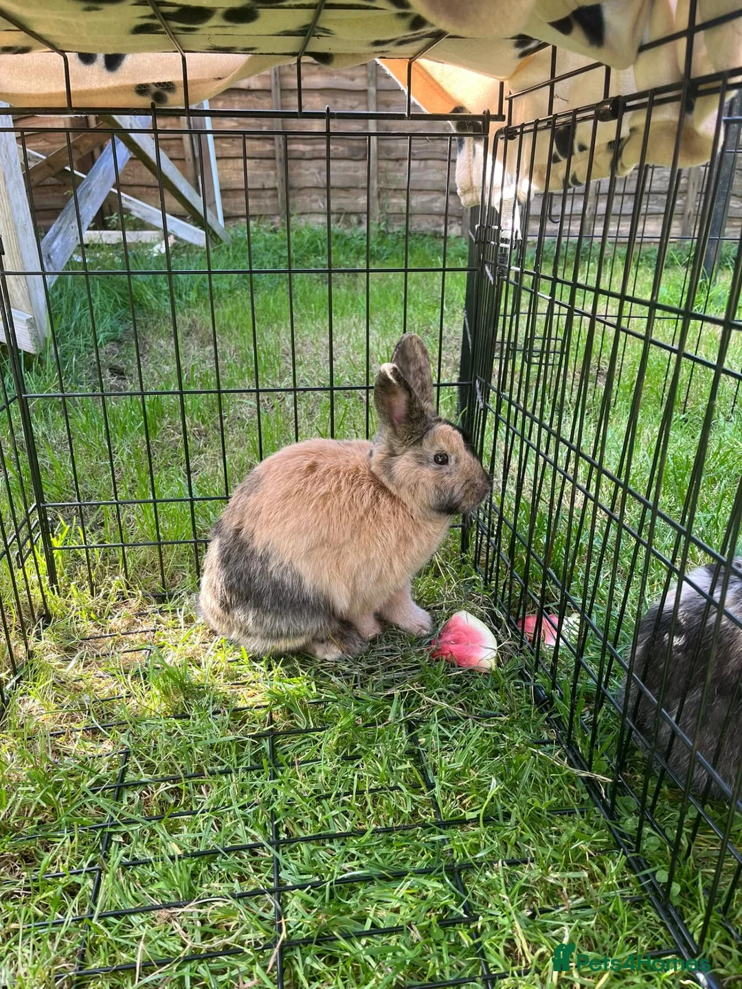 Mixed Breed rabbits for sale: Mochi  - Advert 1