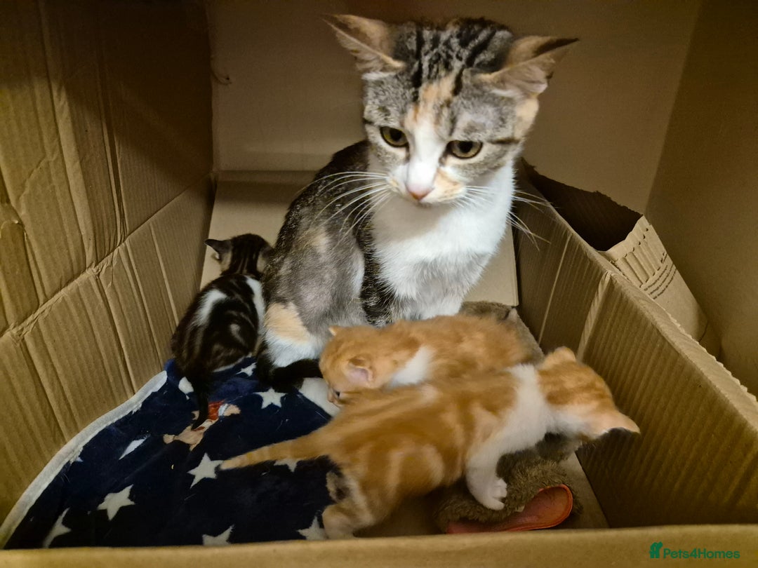 Domestic Shorthair cats for sale: Kittens For Sale - Image 5