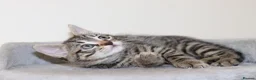 Mixed Breed cats for sale: Adorable Kittens Ready Soon - Advert 23