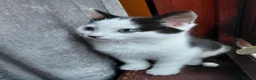 Mixed Breed cats for sale: 6 Tuxedo Kittens for Sale Black & White, Ready  - Advert 6