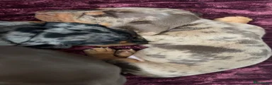 Dachshund 3