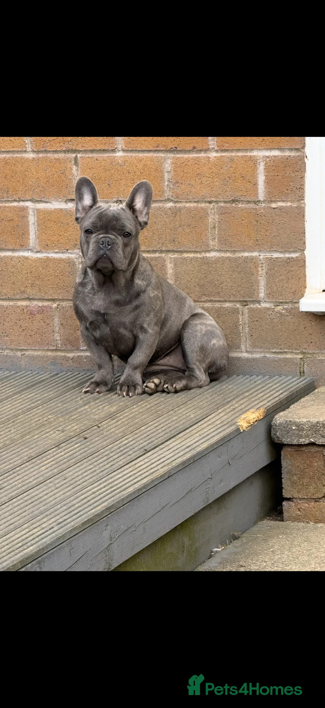 French Bulldog dogs for sale: Lilac French bulldog bitch - Advert 1