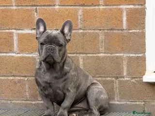 French Bulldog dogs Lilac French bulldog bitch - Advert 2