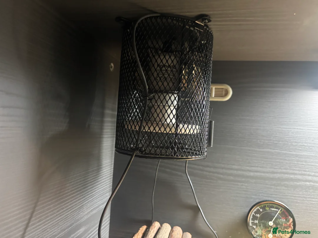 Corn Snake reptiles for sale: Juvenile Amel Tessera Corn Snake - Advert 14