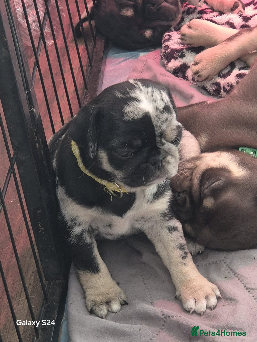Pug dogs for sale: KC reg Pug puppies  - Advert 23
