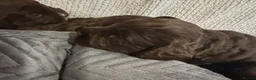 Cockapoo dogs for sale: Cockapoo puppies 🐶  in Gateshead - Advert 9