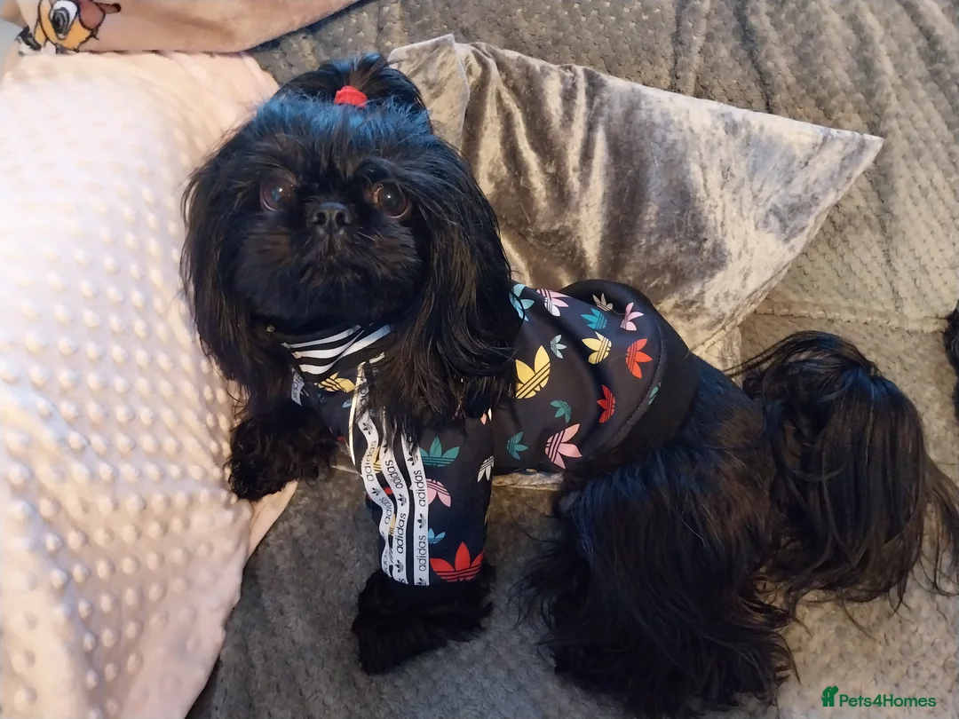 Shih Tzu dogs for stud: Stunning imperial shih-tzu stud - Advert 3