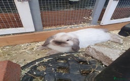 Mini Lop rabbits for sale: Friendly baby mini lops - vacc with Yurvac RHD2 - Image 17