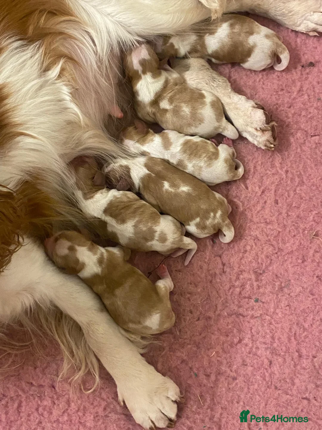 Cavalier King Charles Spaniel dogs for sale: Cavalier King Charles Boys for Sale in Kidderminster - Advert 1