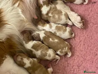 Cavalier King Charles Spaniel dogs Cavalier King Charles Boys for Sale - Advert 1