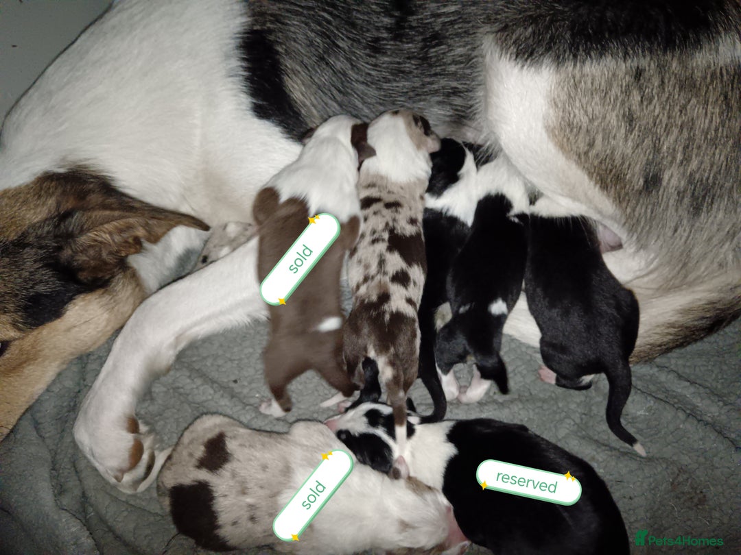 Border Collie dogs for sale: Border collie puppies B/W & Merle - Image 4