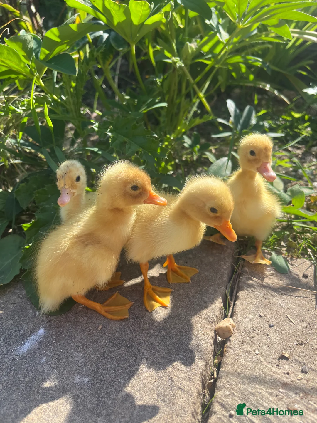 Ducks poultry for sale: Ducklings - Miniature Silver Appleyard  - Advert 5