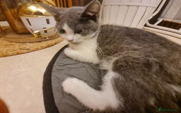 Mixed Breed cats for sale: Stunning  kittens looking  4 new home - Advert 3