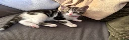 Mixed Breed cats for sale: Beautiful 7 kittens looking for forever homes - Advert 8