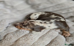 Miniature Dachshund dogs for sale: Dapple miniature dachshund - Image 6