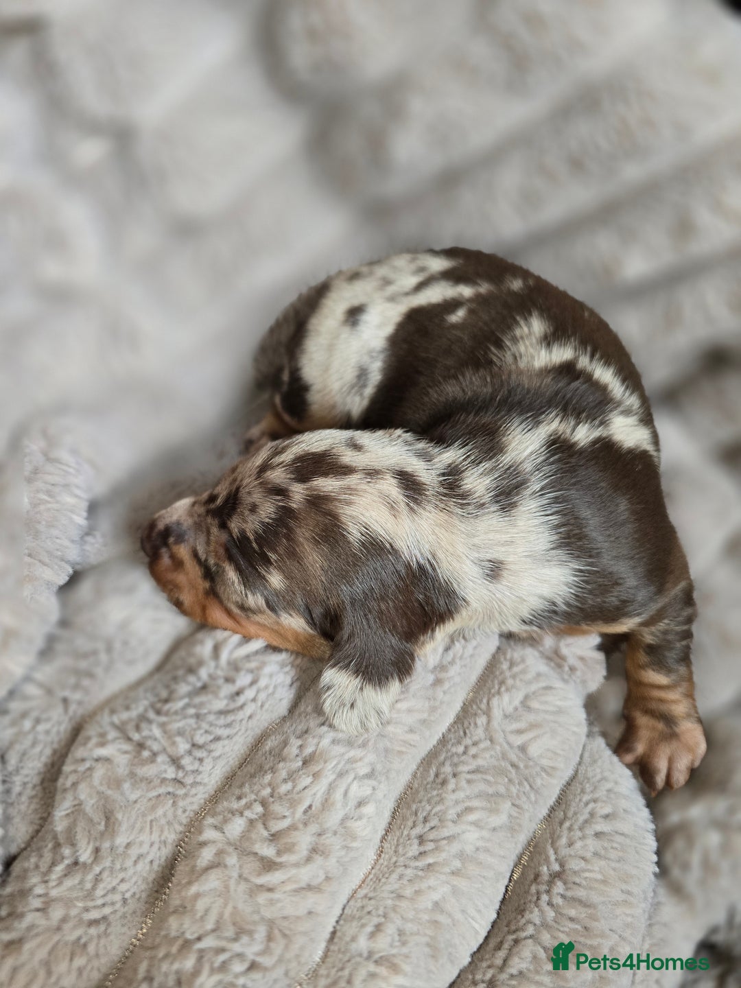 Miniature Dachshund dogs for sale: Dapple miniature dachshund - Image 6