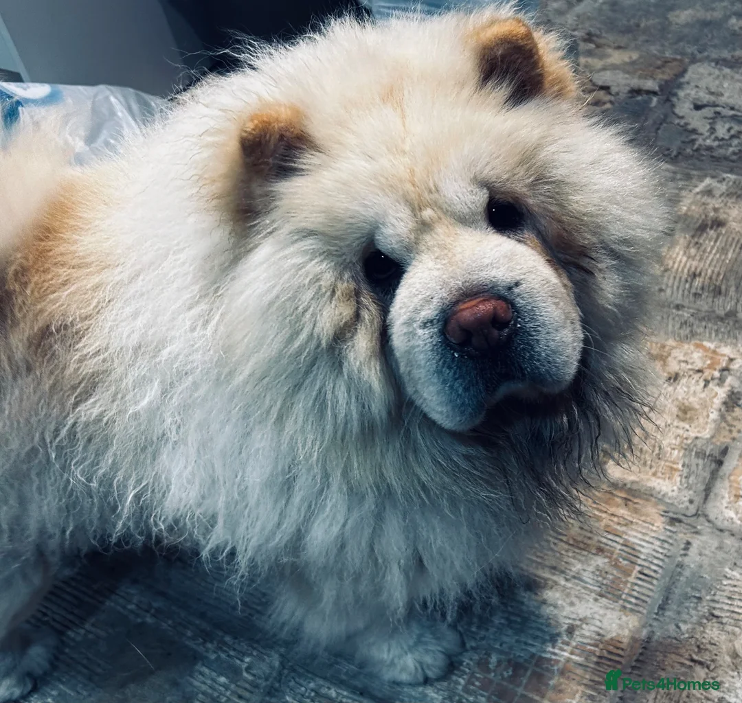 Chow Chow dogs for sale: Male chow chow for sale  - Advert 2