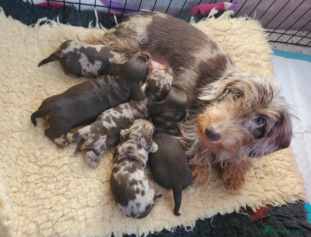 Miniature Dachshund dogs for sale: KC reg Miniature Wirehaired Dachshund  - Advert 2