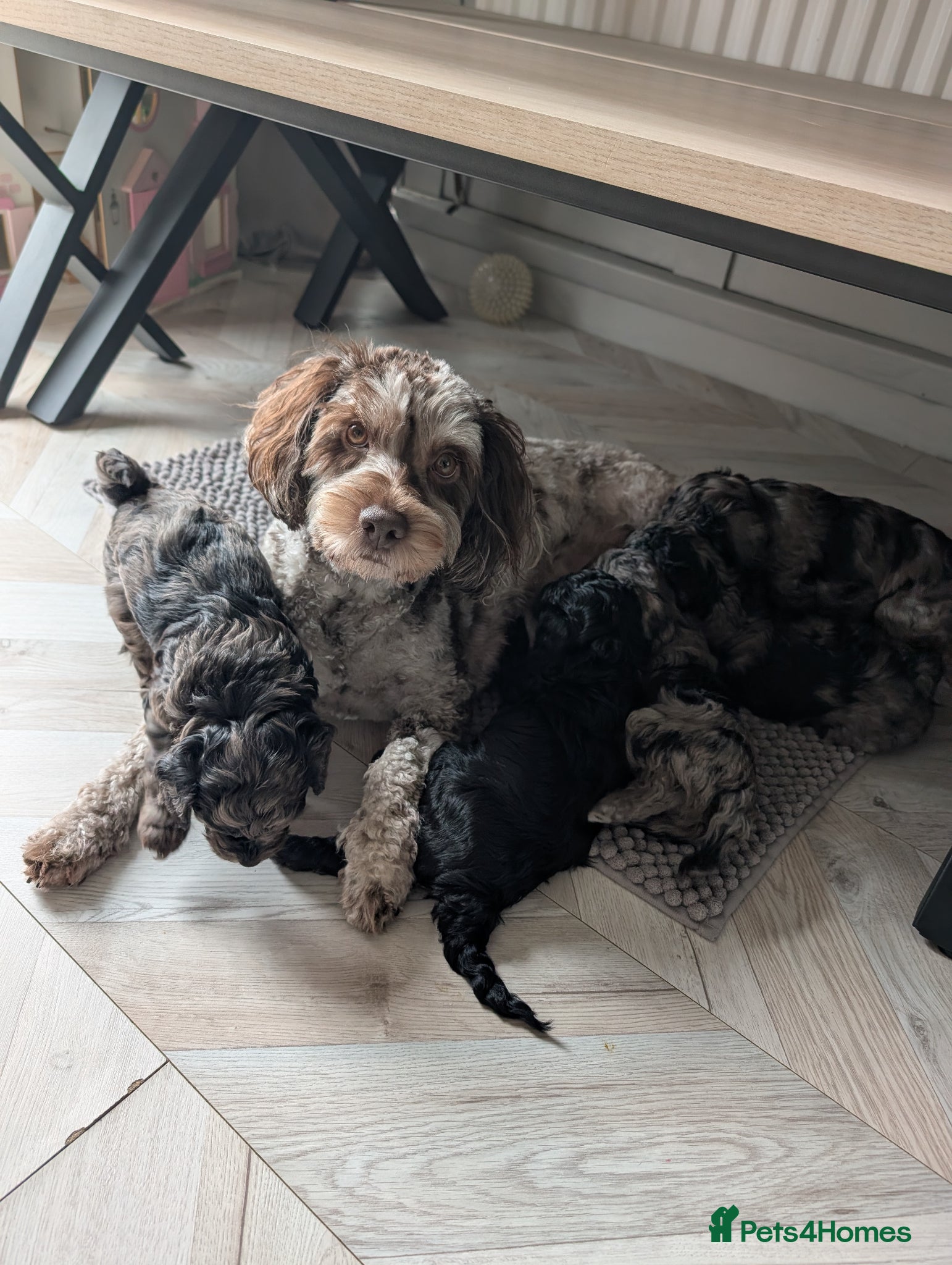 Cockapoo dogs All female litter of F1B Cockapoos - Advert 1