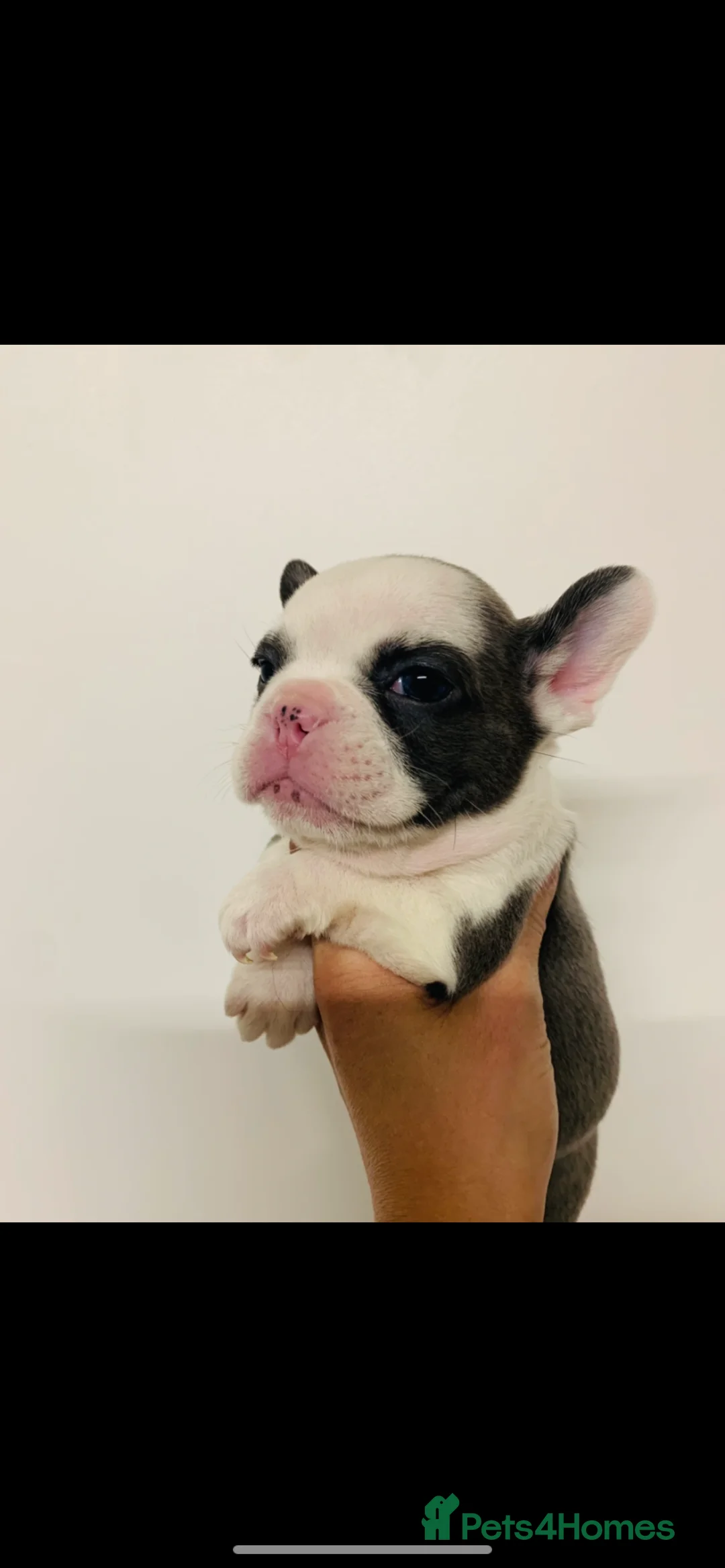 French Bulldog dogs for sale: Fluffy French bulldog newshade Isabella  - Advert 2
