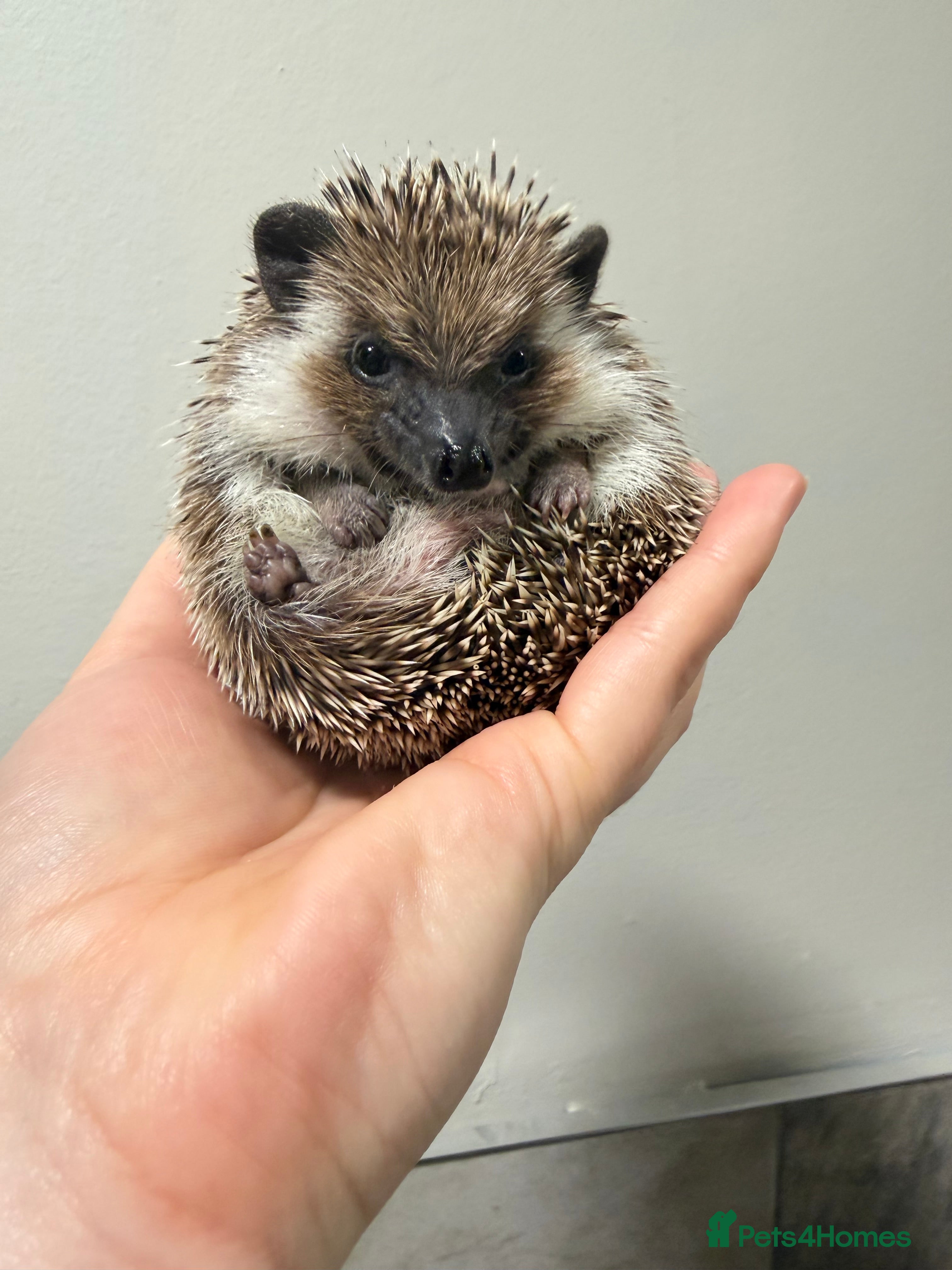 Pygmy Hedgehog rodents Male Hoglet ready now  - Advert 5