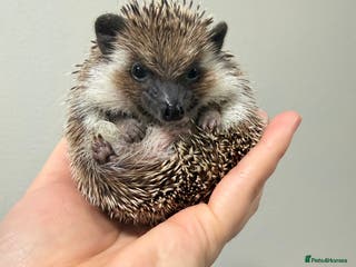 Pygmy Hedgehog rodents Male Hoglet ready now - Advert 1