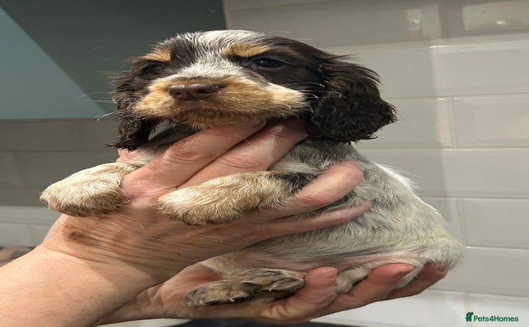 Cocker Spaniel dogs - Advert 4
