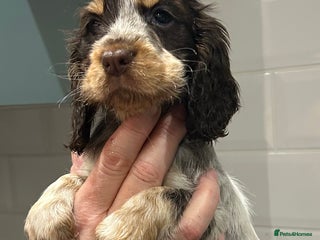 Cocker Spaniel dogs - Advert 14