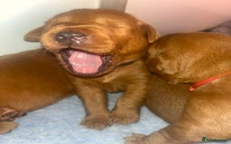 Labrador Retriever dogs for sale: FULLY HEALTH TESTED DARK FOX RED LABRADOR PUPPIES  - Image 5