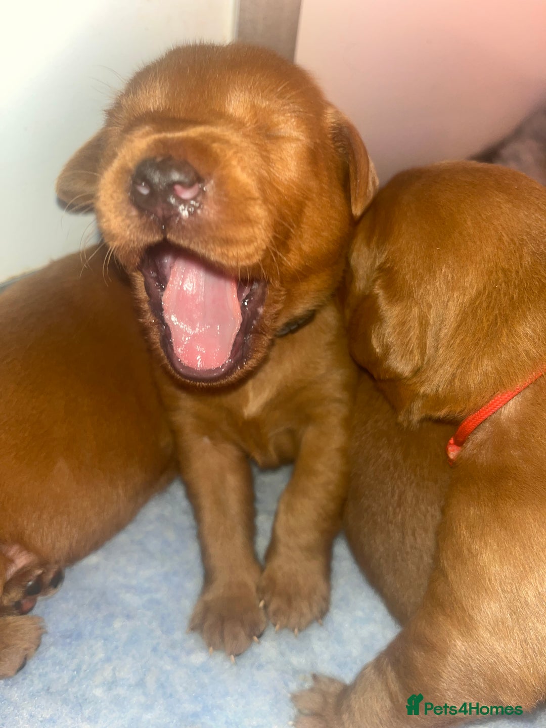 Labrador Retriever dogs for sale: FULLY HEALTH TESTED DARK FOX RED LABRADOR PUPPIES  - Image 5