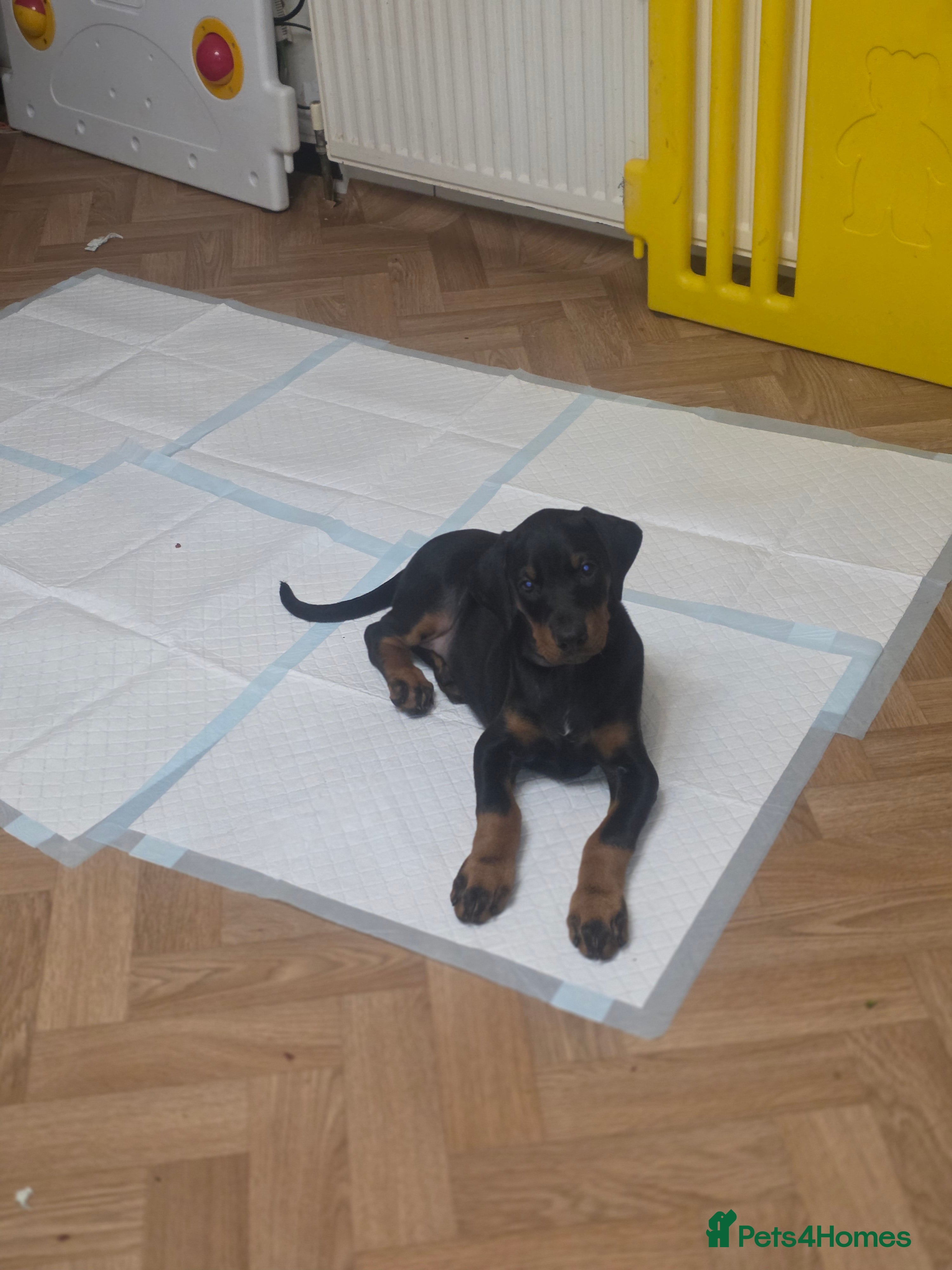 Dobermann dogs 7 week old Pedigree Chunky Doberman Puppies - Advert 2
