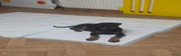 Dobermann dogs for sale: Ready to leave, 8 week old Pedigree Doberman Pup - Advert 14