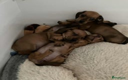 Miniature Dachshund dogs for sale: Miniature smooth haired dachshund puppies - Image 19