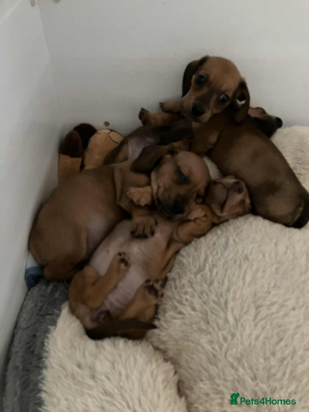 Miniature Dachshund dogs for sale: Miniature smooth haired dachshund puppies - Image 19