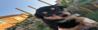 Mixed Breed 5