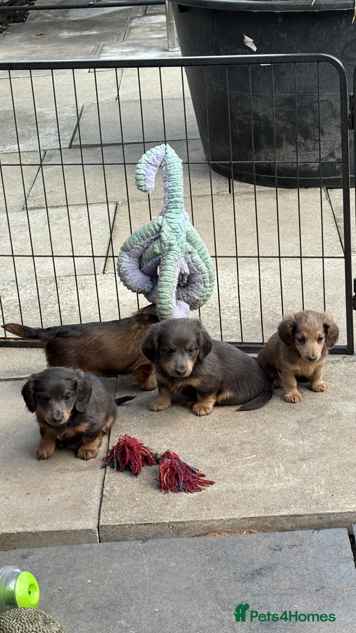 Miniature Dachshund dogs ♥️LONG COAT DAXIS♥️ ONLY GIRLS ♥️ - Advert 5