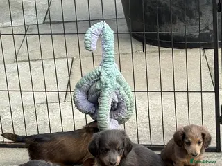 Miniature Dachshund dogs ♥️LONG COAT DAXIS♥️ ONLY GIRLS ♥️ - Advert 5