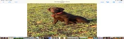 Labrador Retriever dogs for sale: Adorable little girl - Advert 1