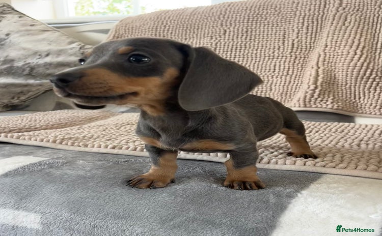 Dachshund dogs - Advert 11