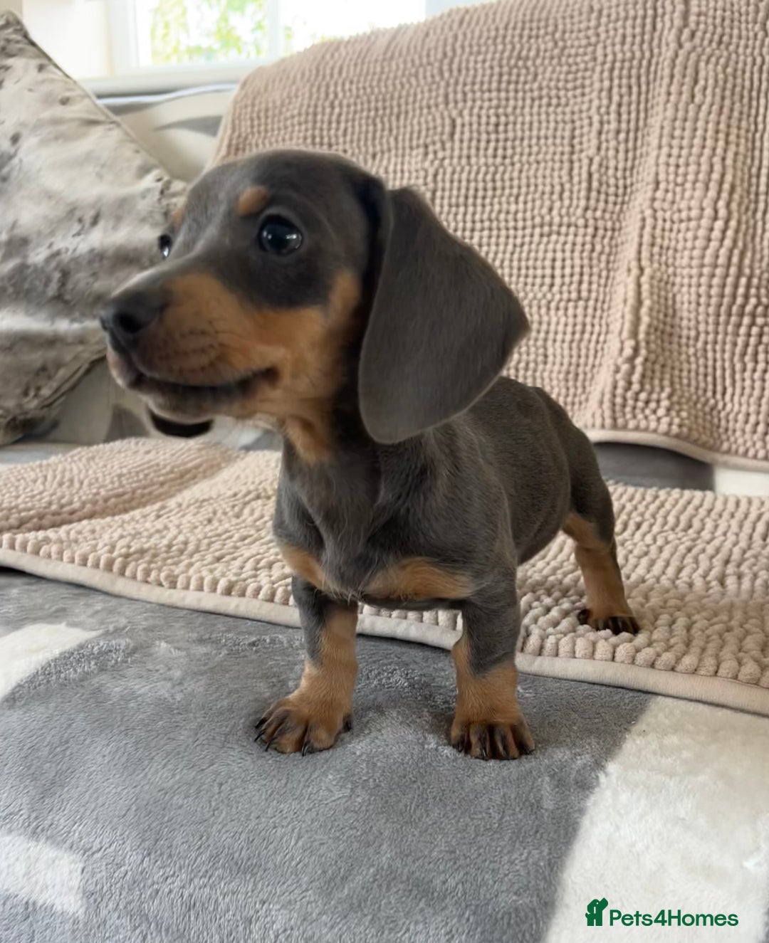 Dachshund dogs for sale: Datchund pups   - Image 7