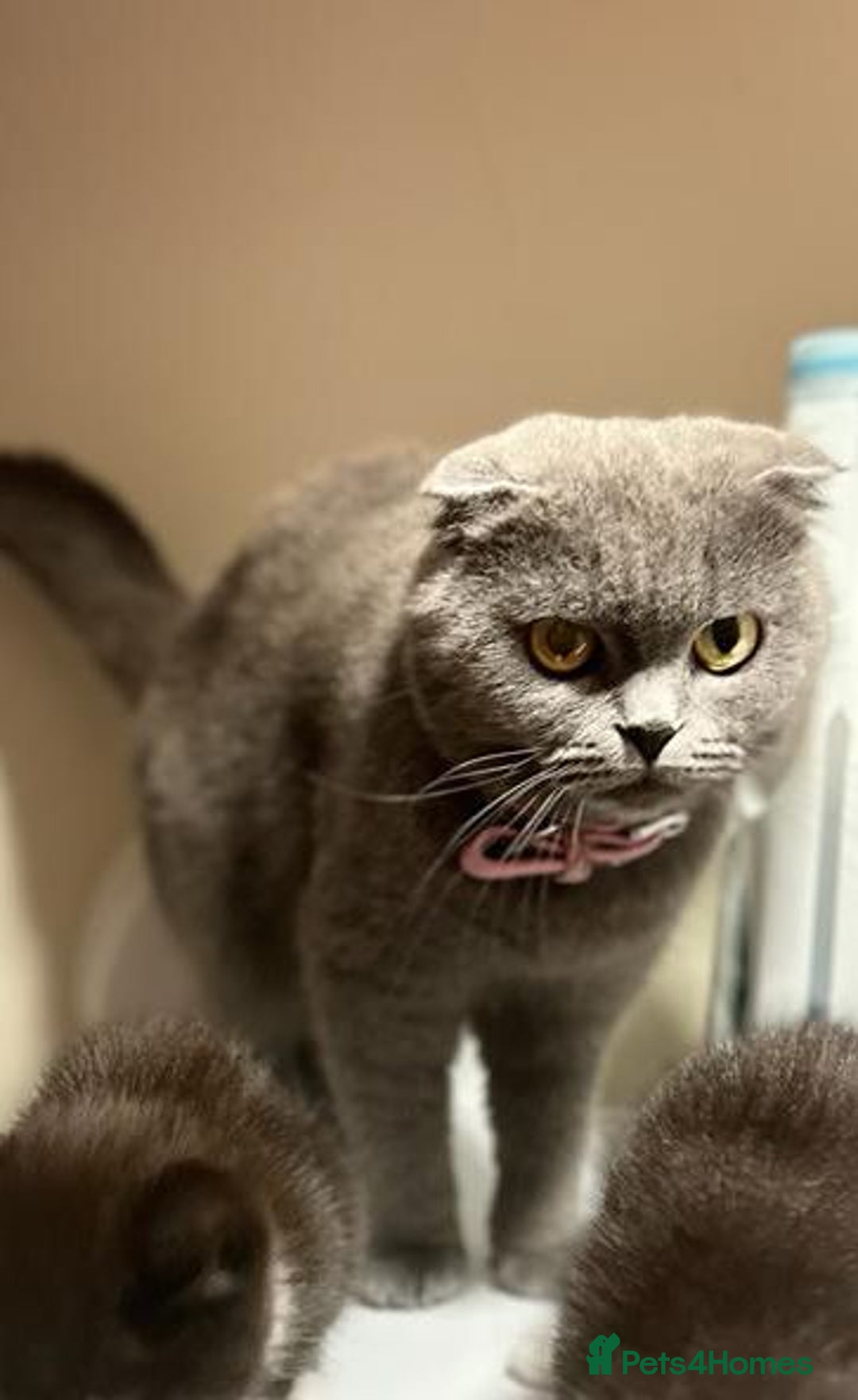 Scottish Fold cats for sale: Beautiful kittens for sell  - Advert 5