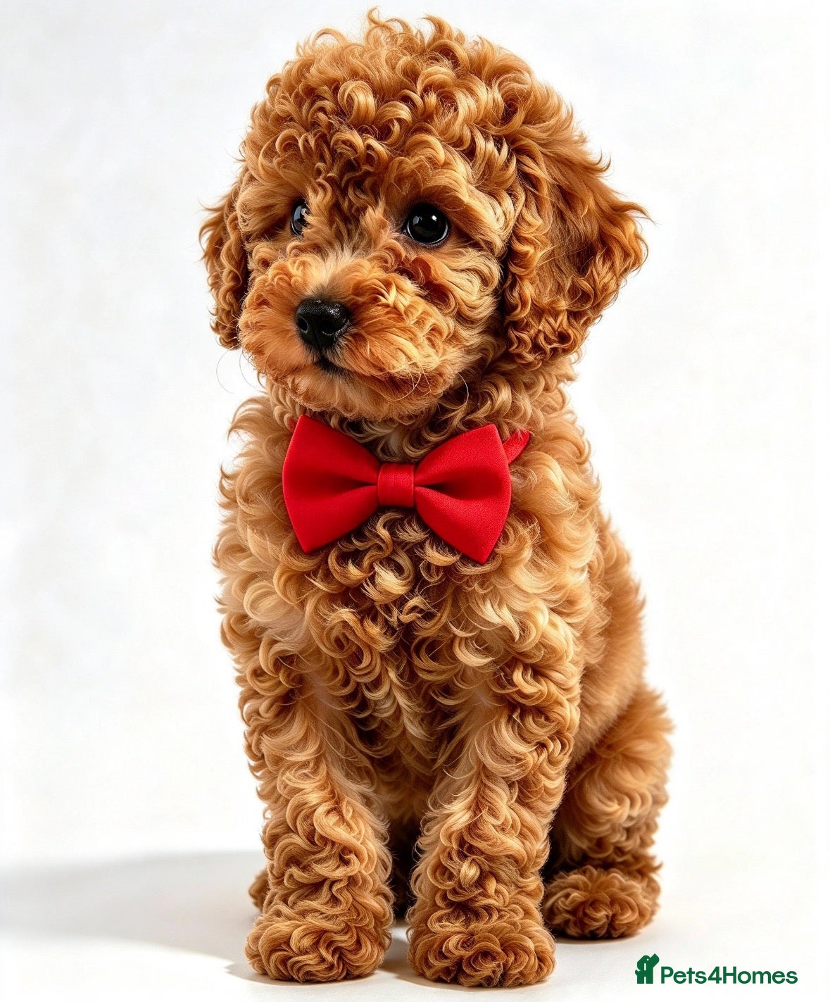 Toy Poodle dogs  Beautiful Toy Poodle Puppies  - Advert 1