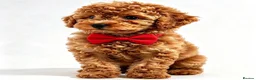 Toy Poodle dogs for sale:  Beautiful Toy Poodle Puppies  - Advert 1
