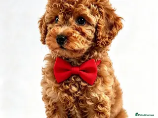 Toy Poodle dogs Beautiful Toy Poodle Puppies - Advert 1