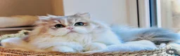 British Longhair cats for sale: Rare color Cinnamon Golden BLH - Advert 7