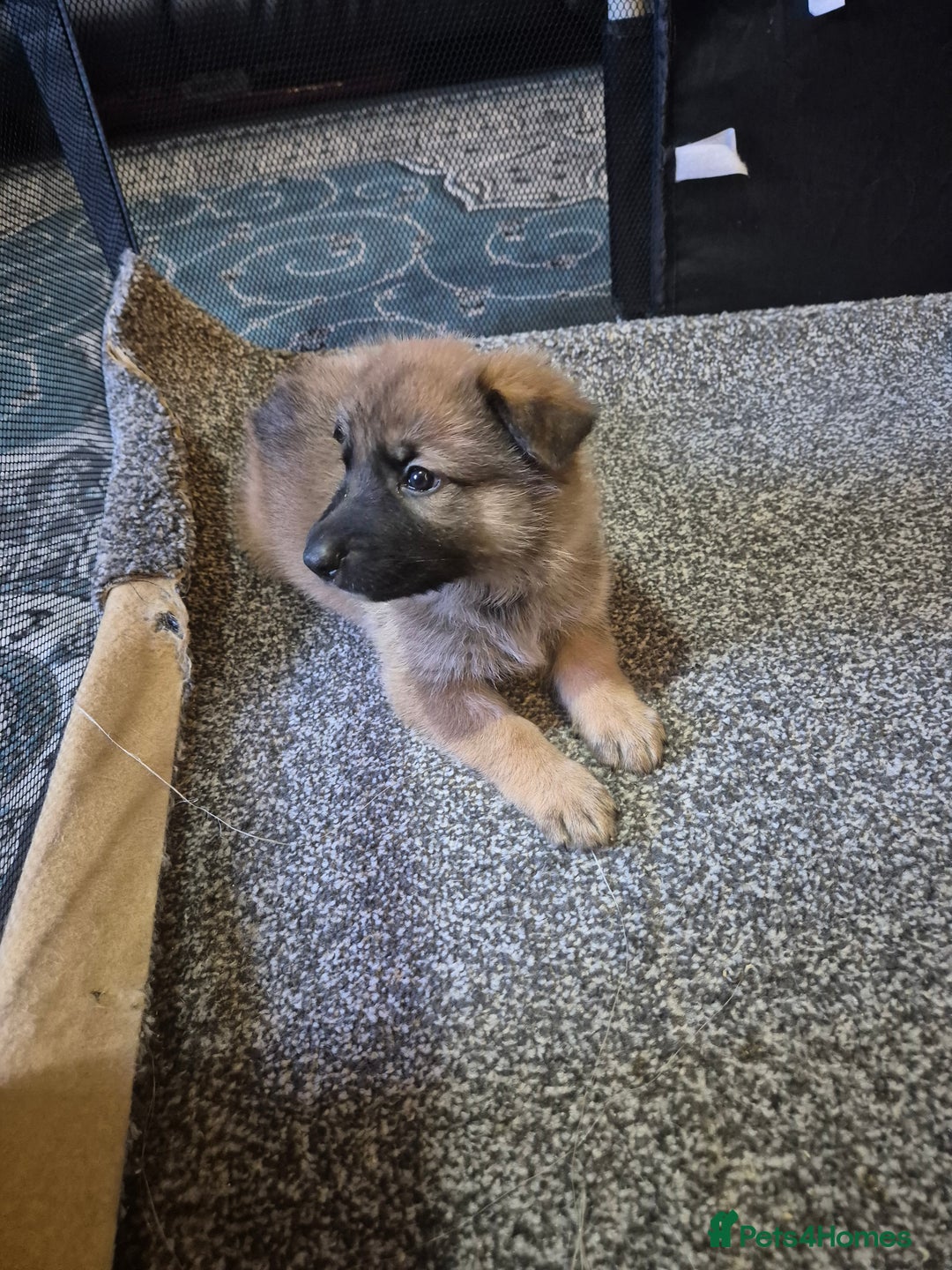 German Shepherd dogs for sale: German shepherd puppies - Advert 5