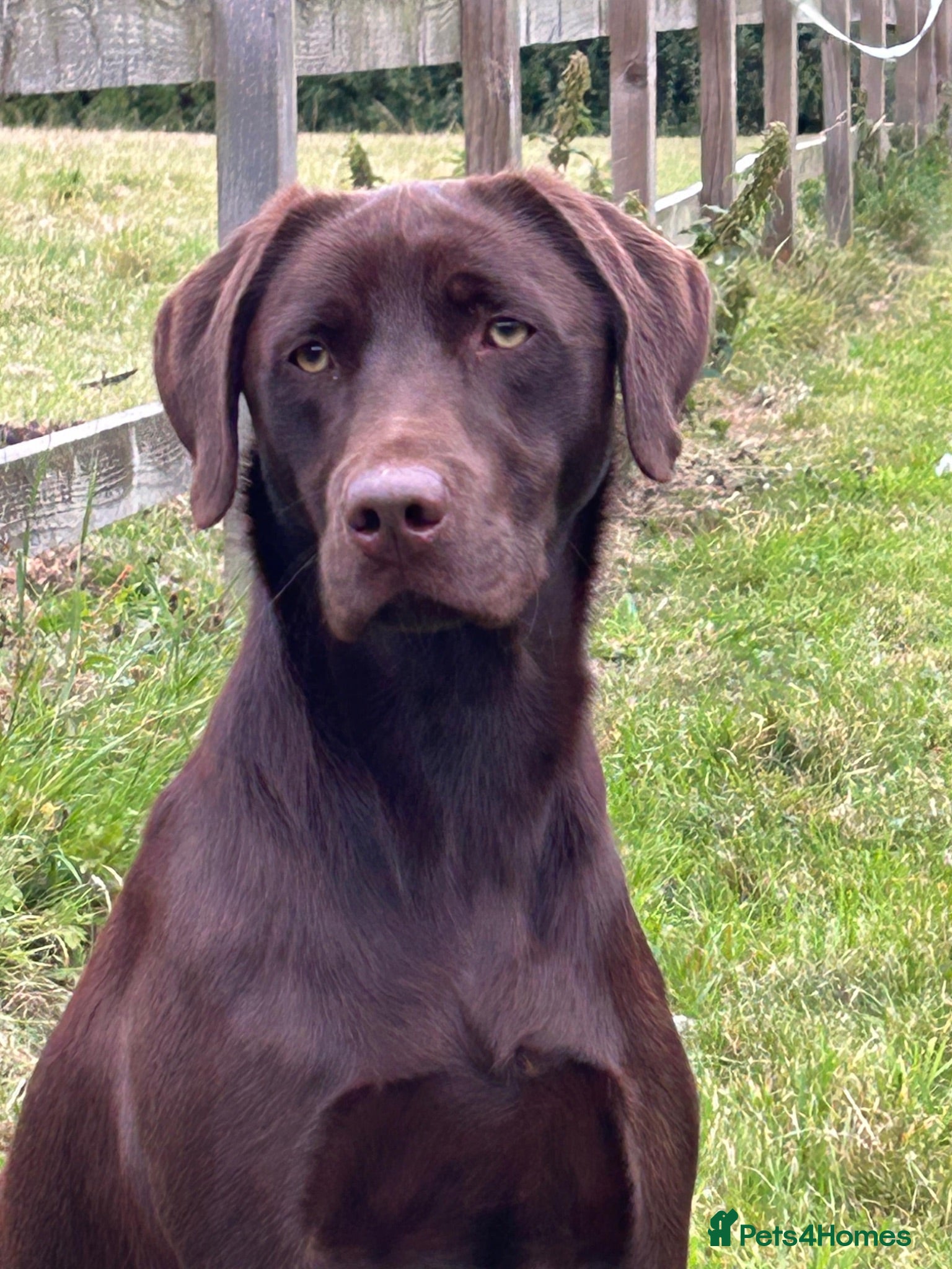 Labrador Retriever dogs One Male Chocolate Labrador Puppy For Sale - Advert 2