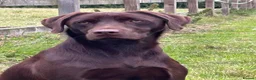 Labrador Retriever dogs for sale: One Male Chocolate Labrador Puppy For Sale - Advert 2
